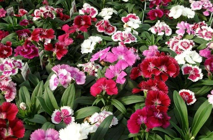 Dianthus Caryophyllus