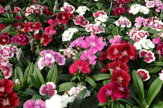 Dianthus Caryophyllus