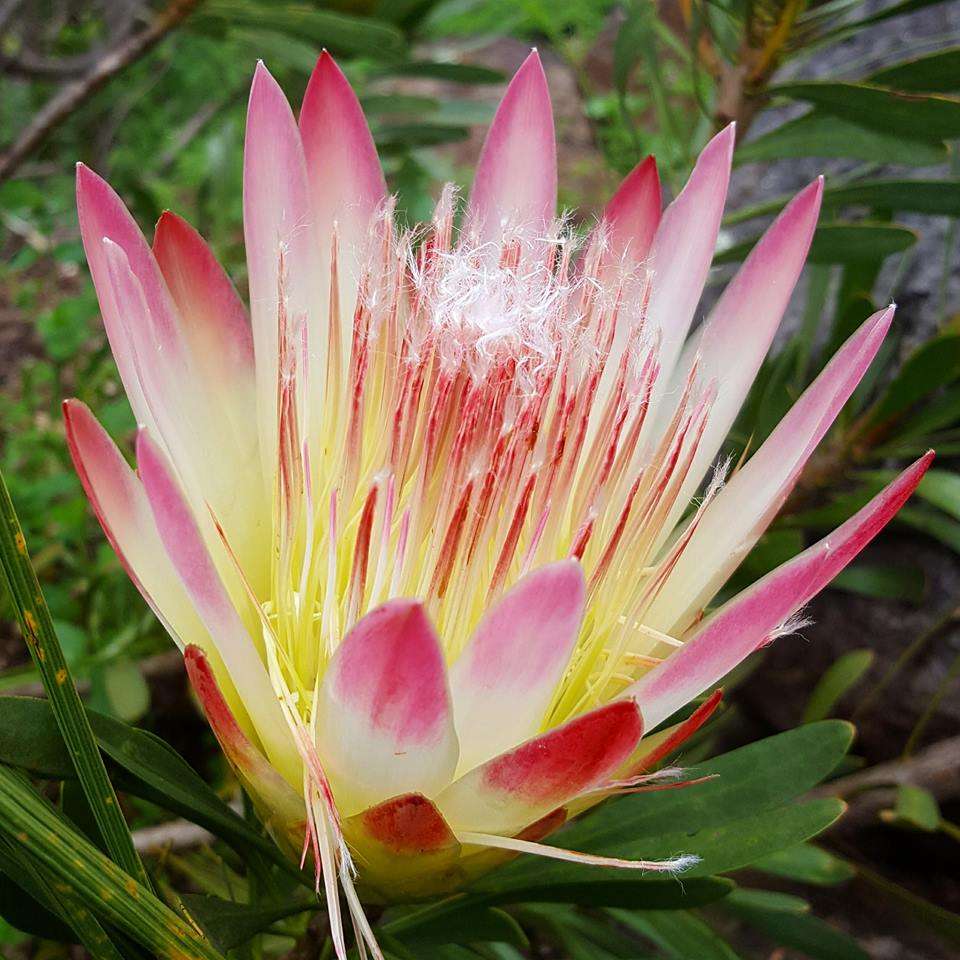 Protea repens