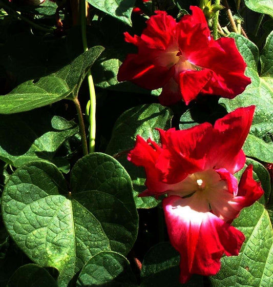 Morning Glory 'Ruffle red' - Ipomoea Imperialis