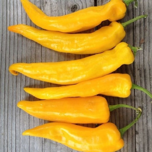 Marconi Golden Pepper