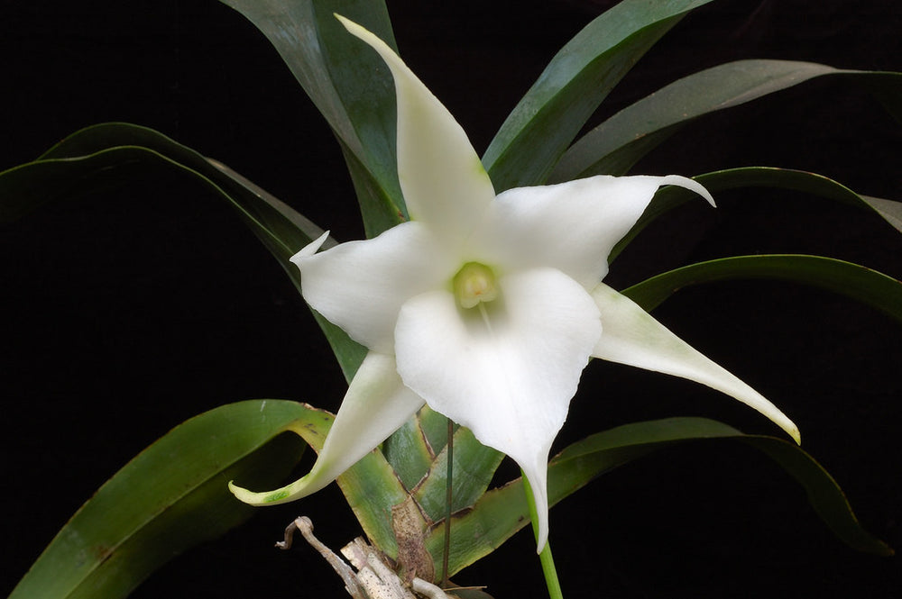 Angraecum sequipedable, darwins orchid