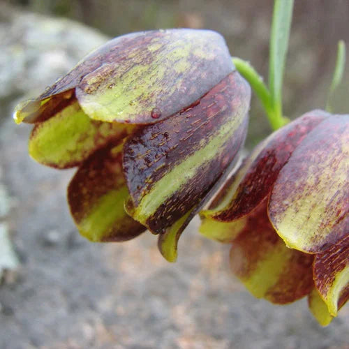 Fritillaria Crassifolia Subsp Kurdica