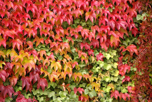 Virginia Creeper