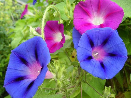 Morning glory mix - Ipomoea Tricolor