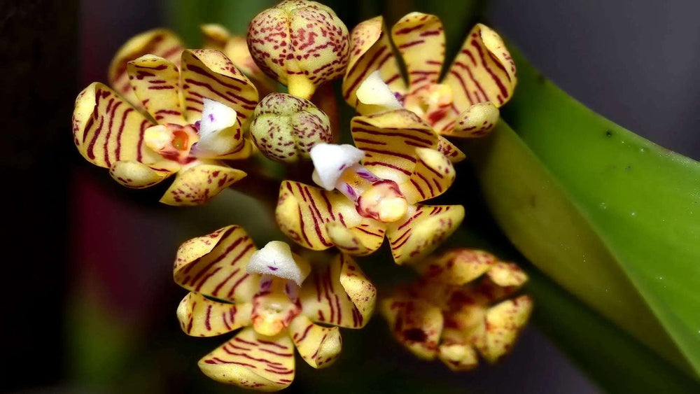 Acampe rigida orchid