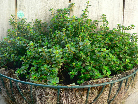 Garden Thyme
