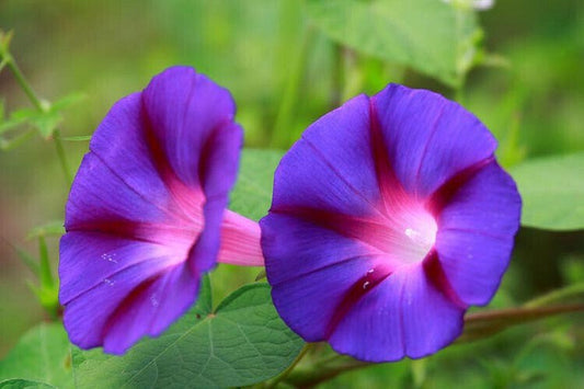 Fluorescent Morning Glory Feringa - Ipomoea purpurea