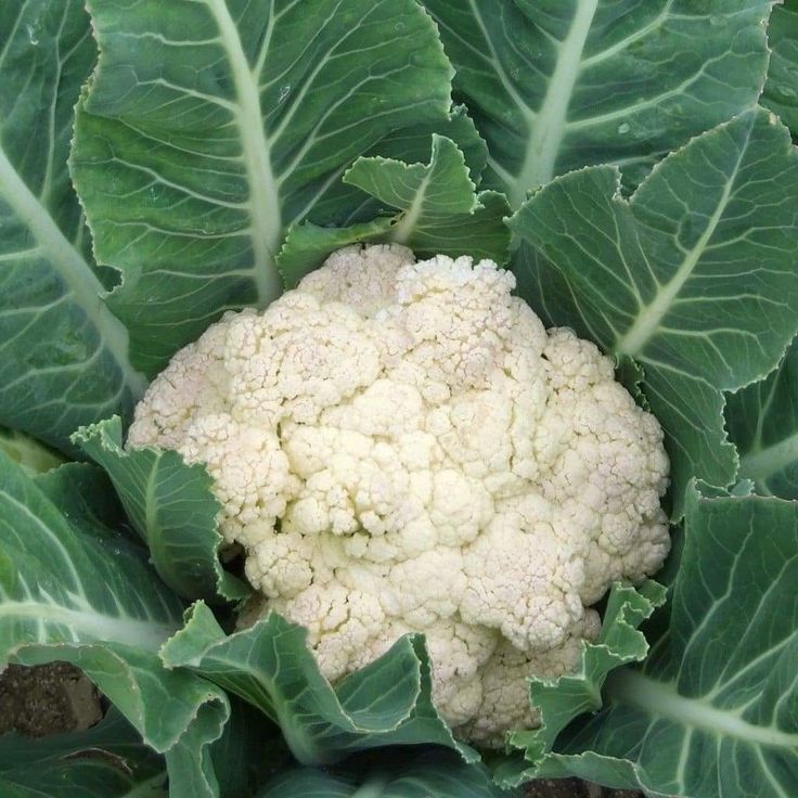Snowball Cauliflower
