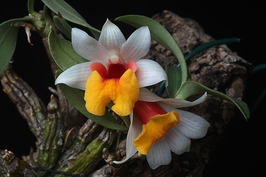 Dendrobium bellatulum orchid