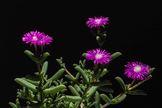 Trichodiadema barbatum ( Pickle Plant )