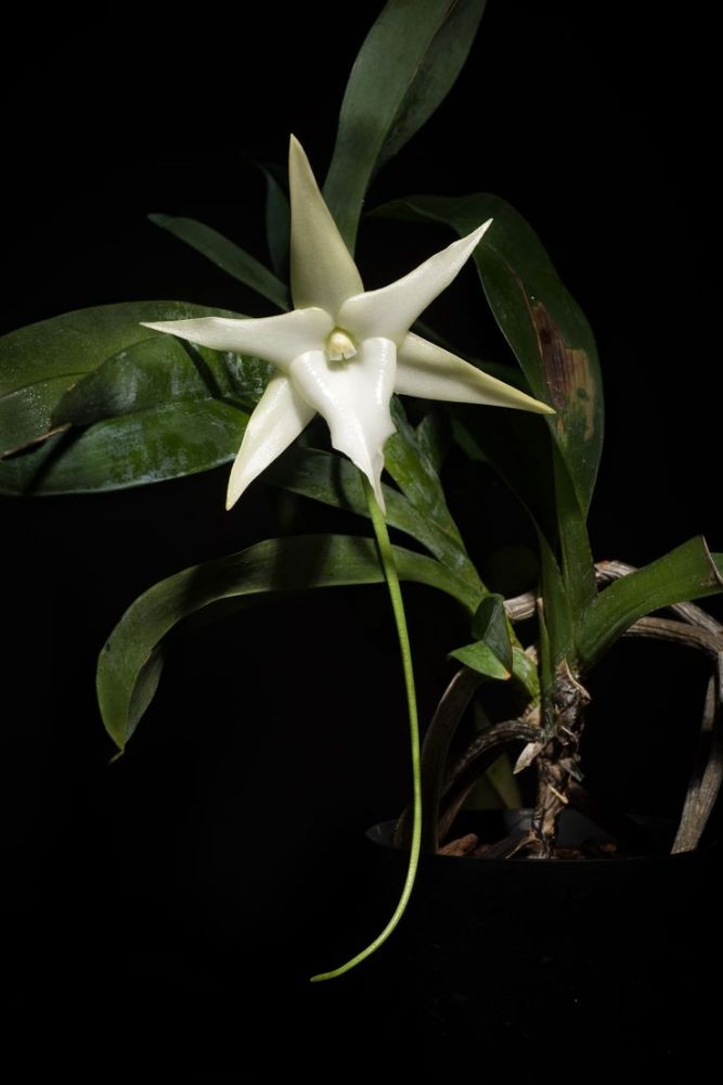 Angraecum Arachnites Orchid