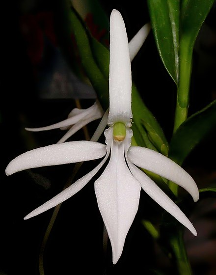 Jumellea sp