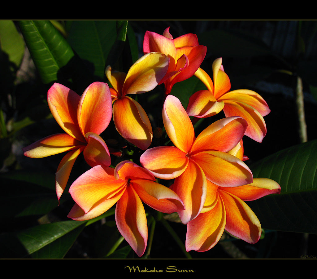 Plumeria Rubra Sunset Rainbow Hybrid