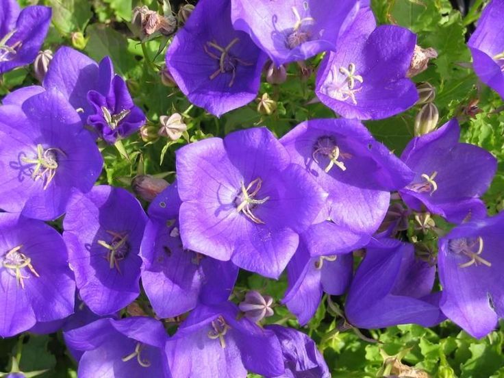 Tussock Bellflower Purple