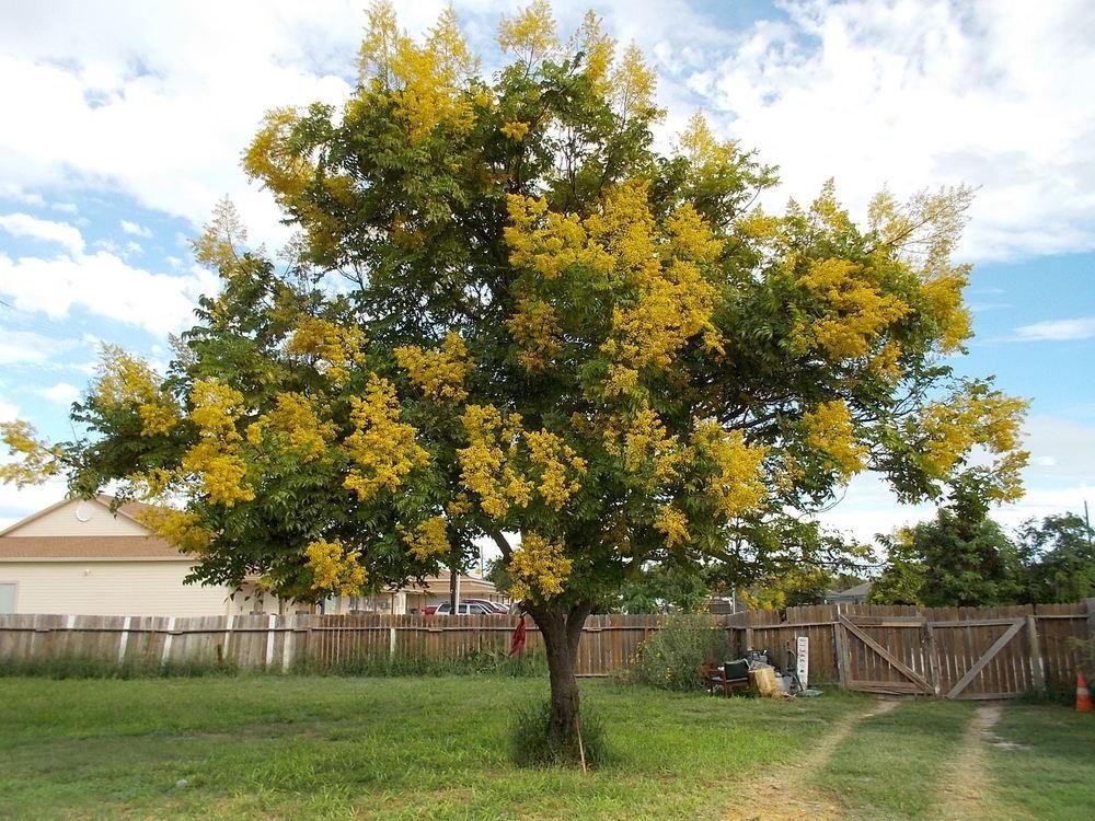 Golden Rain Tree