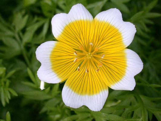 Poached Egg Plant