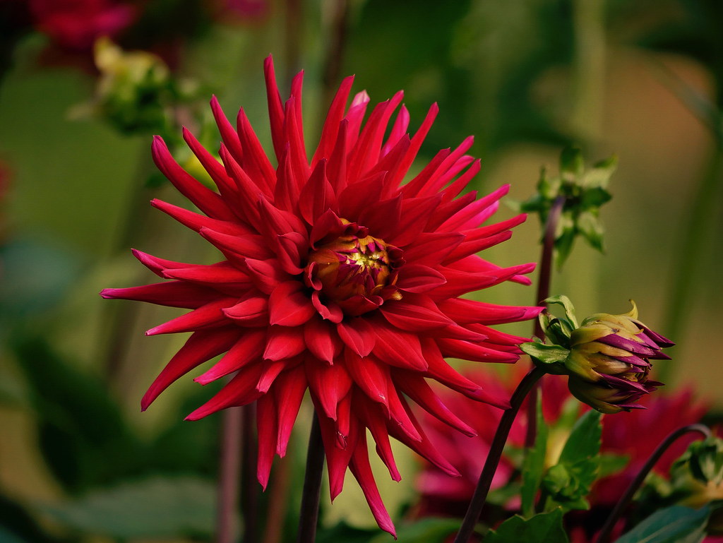 Dahlia ‘Nuit d’Ete’