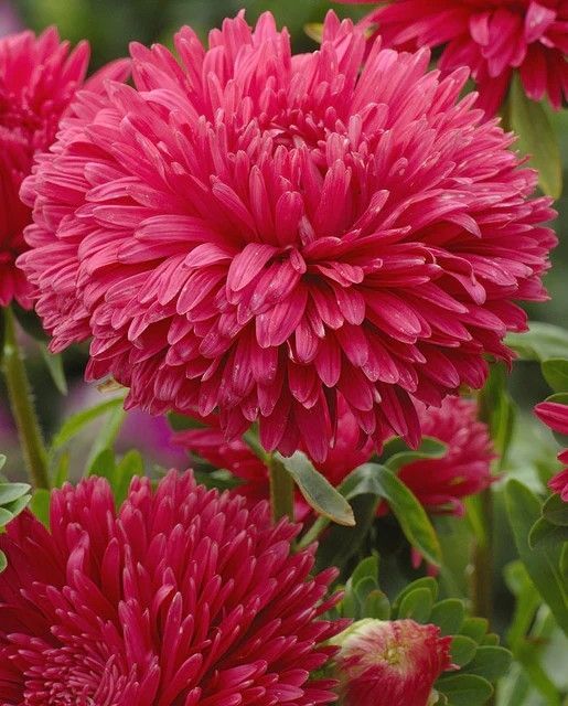 Pompon Salmon Red Aster