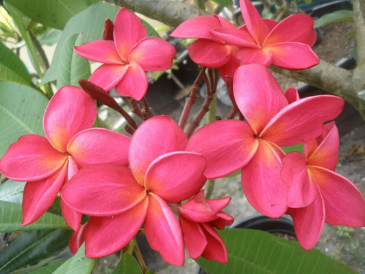 Plumeria rubra "Chompoo Bannagkan"