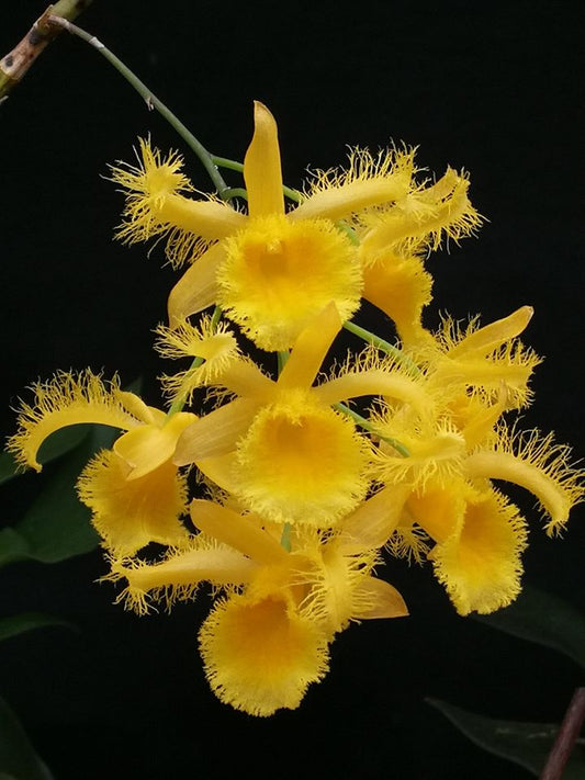 Dendrobium harveyanum orchid