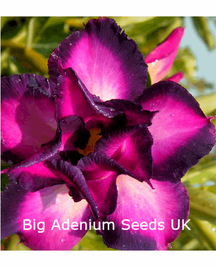 Adenium Obesum Double Dark Edge