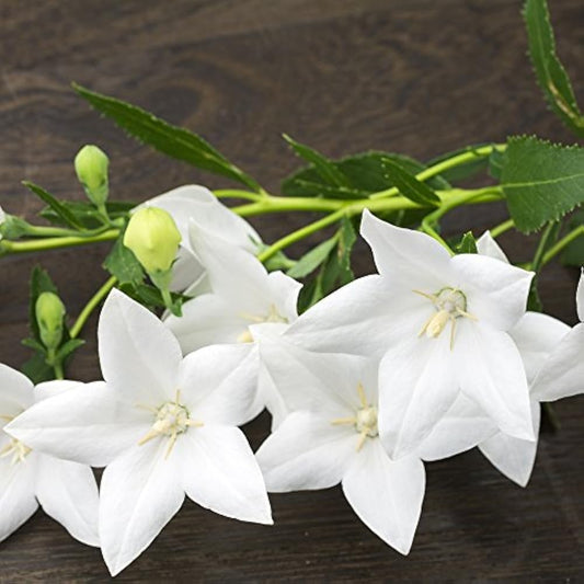 Balloon flower White