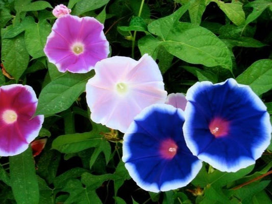 Morning Glory 'Morning Call' Ipomoea Nil mix