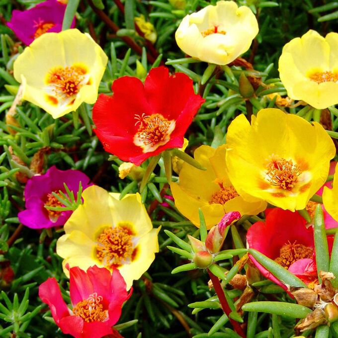 Moss Rose Mixed