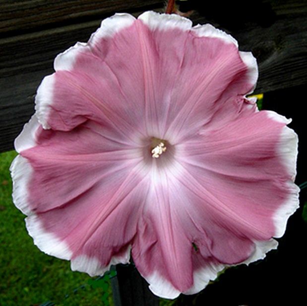 Giant Ipomea Nil Chocolate White Edge