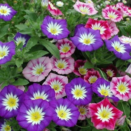 Morning glory 'Ensign' mixed' - Convolvulus Tricolor