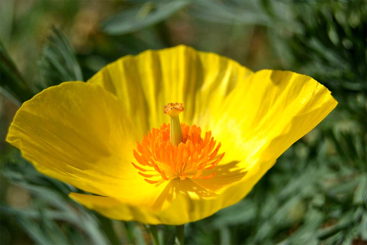 Hunnemannia Fumariifolia
