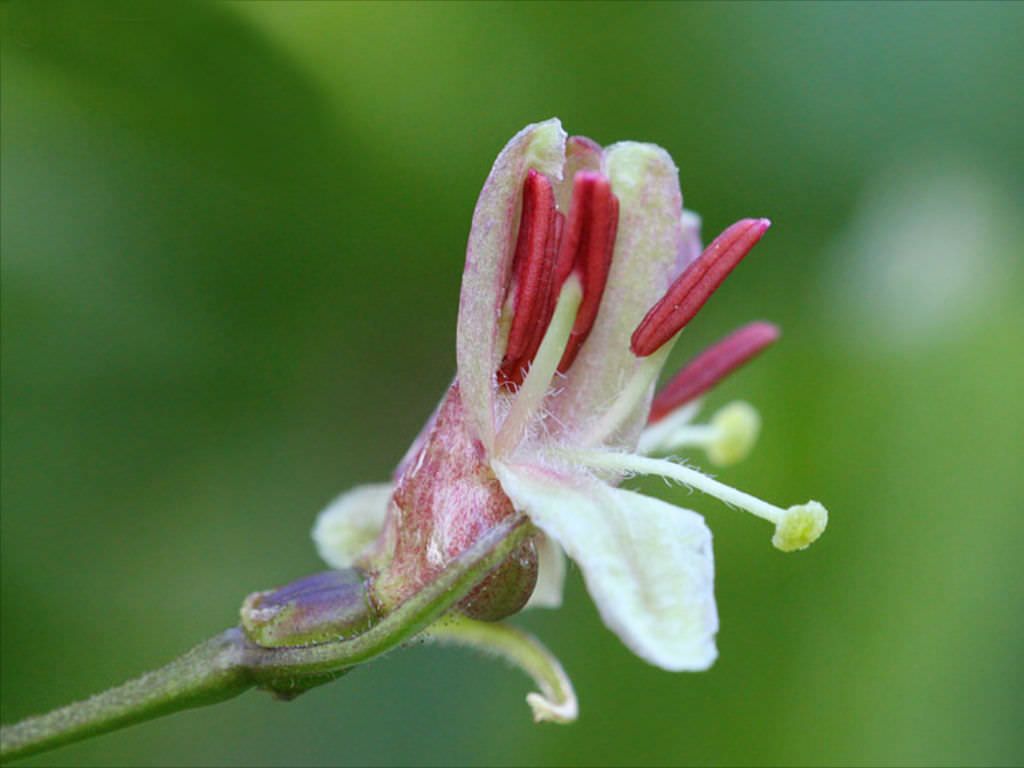 Lonicera Alpigena
