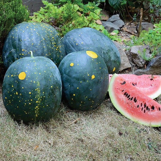 Moon and Stars Watermelon