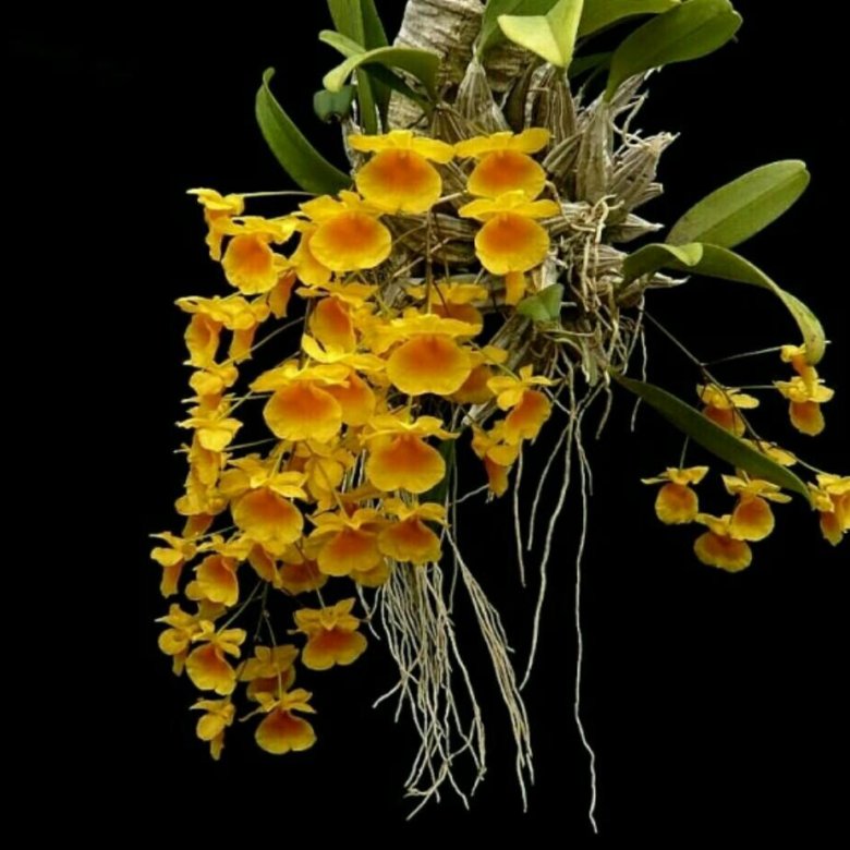 Dendrobium alterum orchid