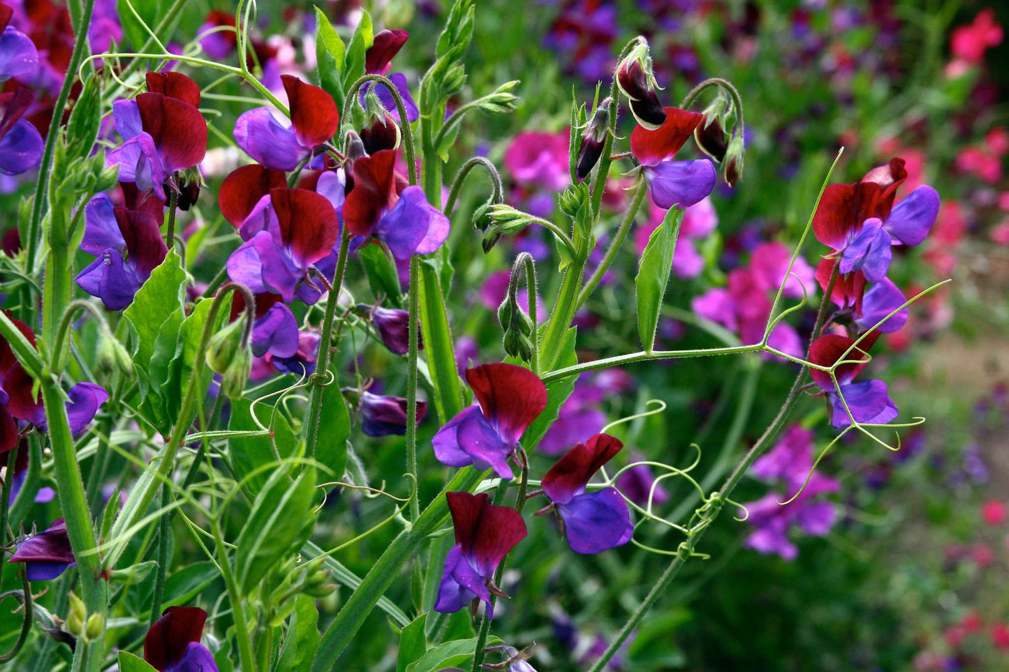 Sweet Pea Enchante - Lathyrus Odoratus