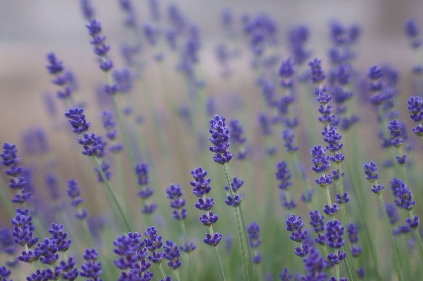 Egiptian Lavender