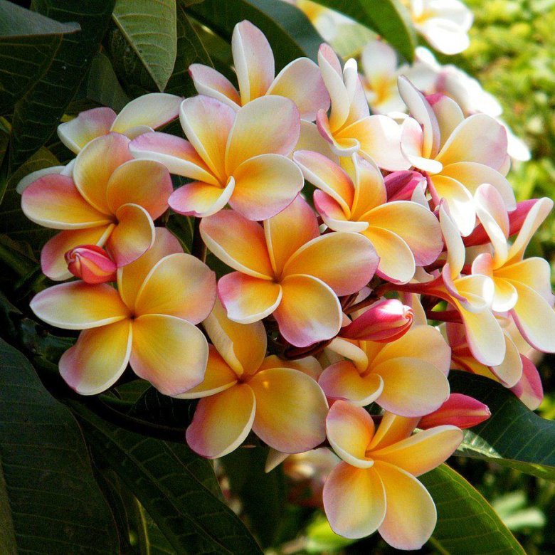 Plumeria rubra "Puang Yok"