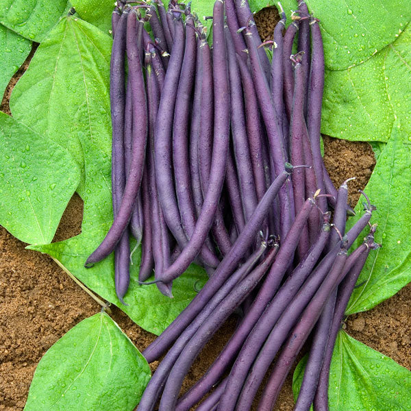 French bean 'Purple Queen'