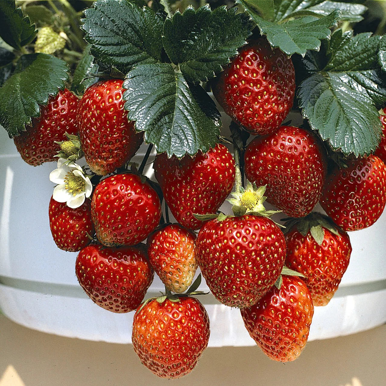 Strawberry Temptation