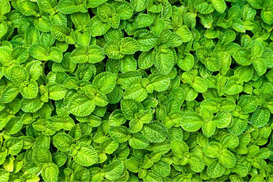 Dwarf Spearmint