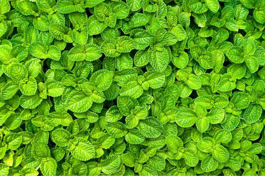 Dwarf Spearmint