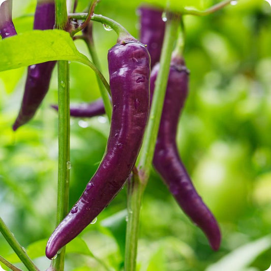 Purple Hot Pepper