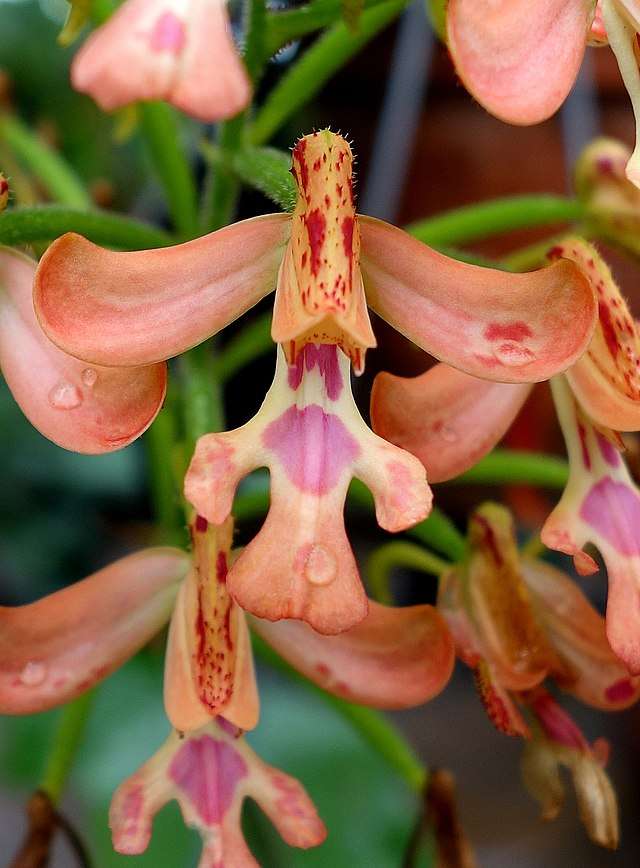 Cynorkis Gibbosa orchid