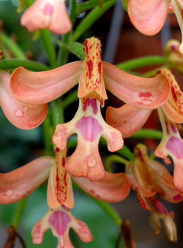 Cynorkis Gibbosa orchid