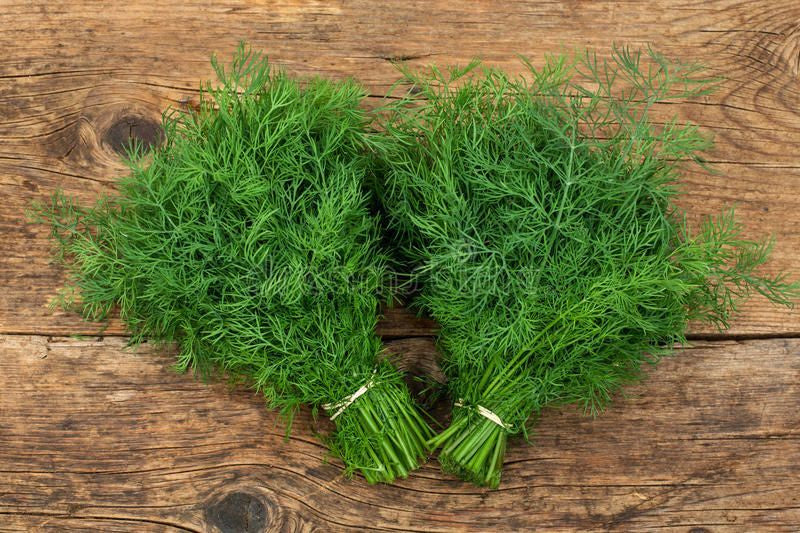 Dwarf Dill 'Compatto'