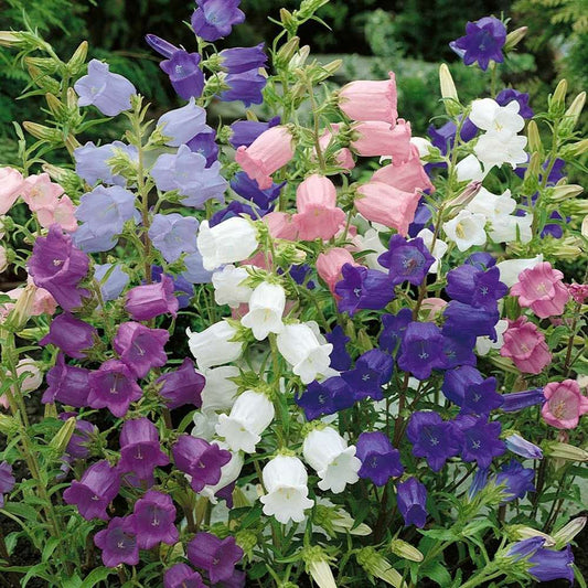 Canterbury Bells mix