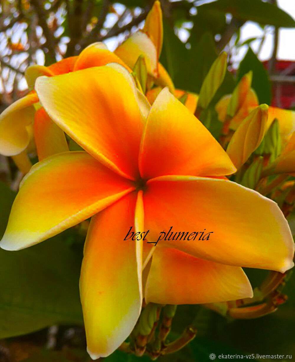 Plumeria Rubra Lainthong