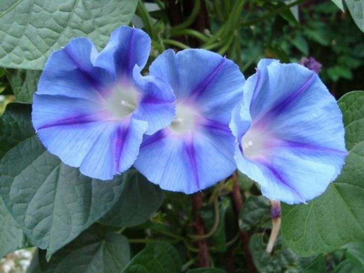 Morning Glory 'Caprice' - Ipomoea purpurea