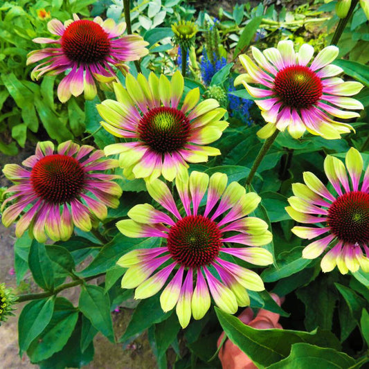 Echinacea ( Green Twister )
